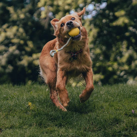 Slinger Ball - Beco