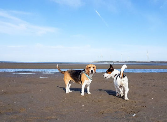 Erkemederstrand